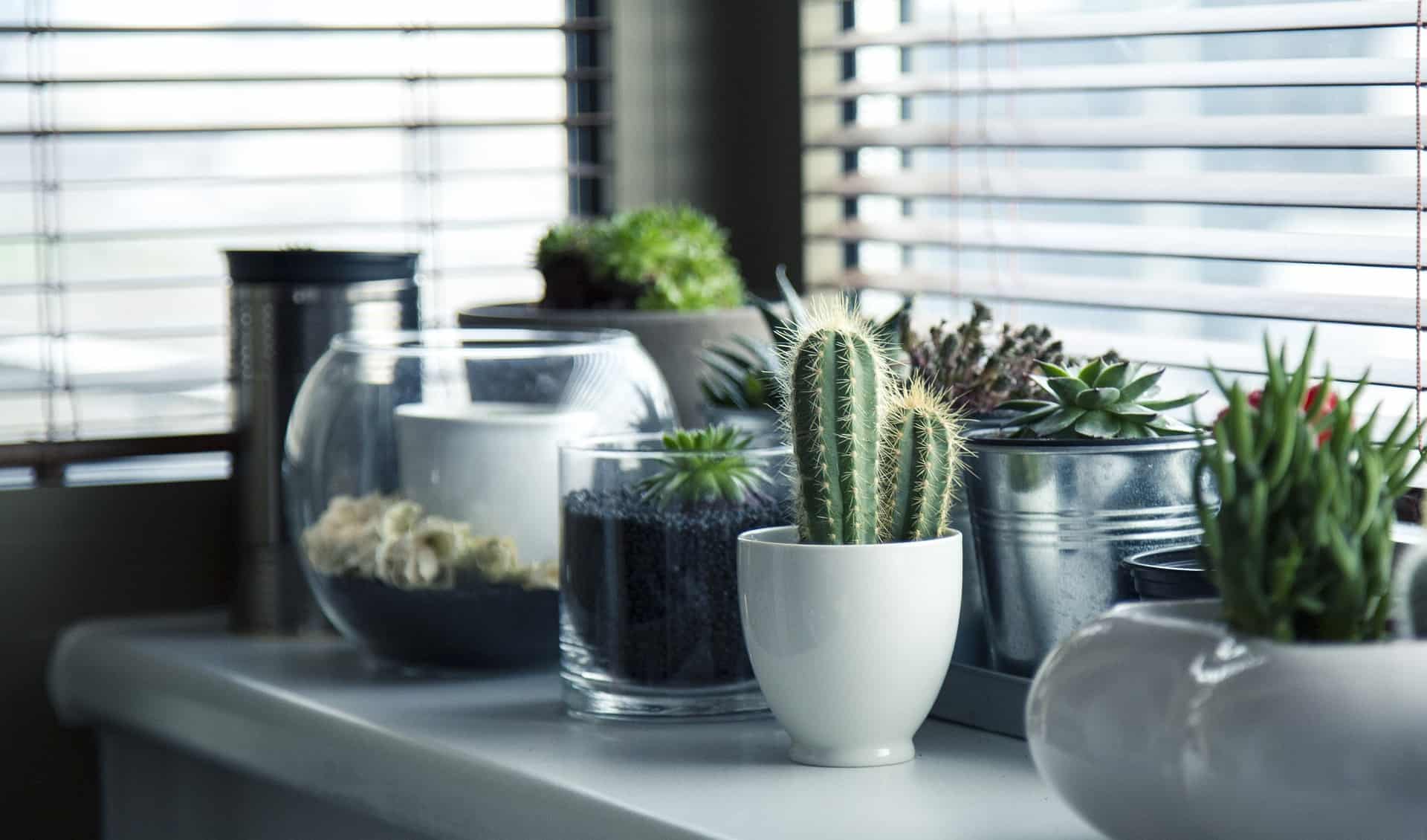 4 Idee per goderti al meglio la tua Casa Decora la tua casa con le piante